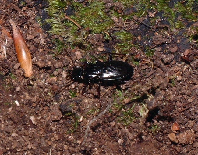 Carabus cavernosus variolatus?....No, Pterostichus sp., cfr. oblongopunctatus